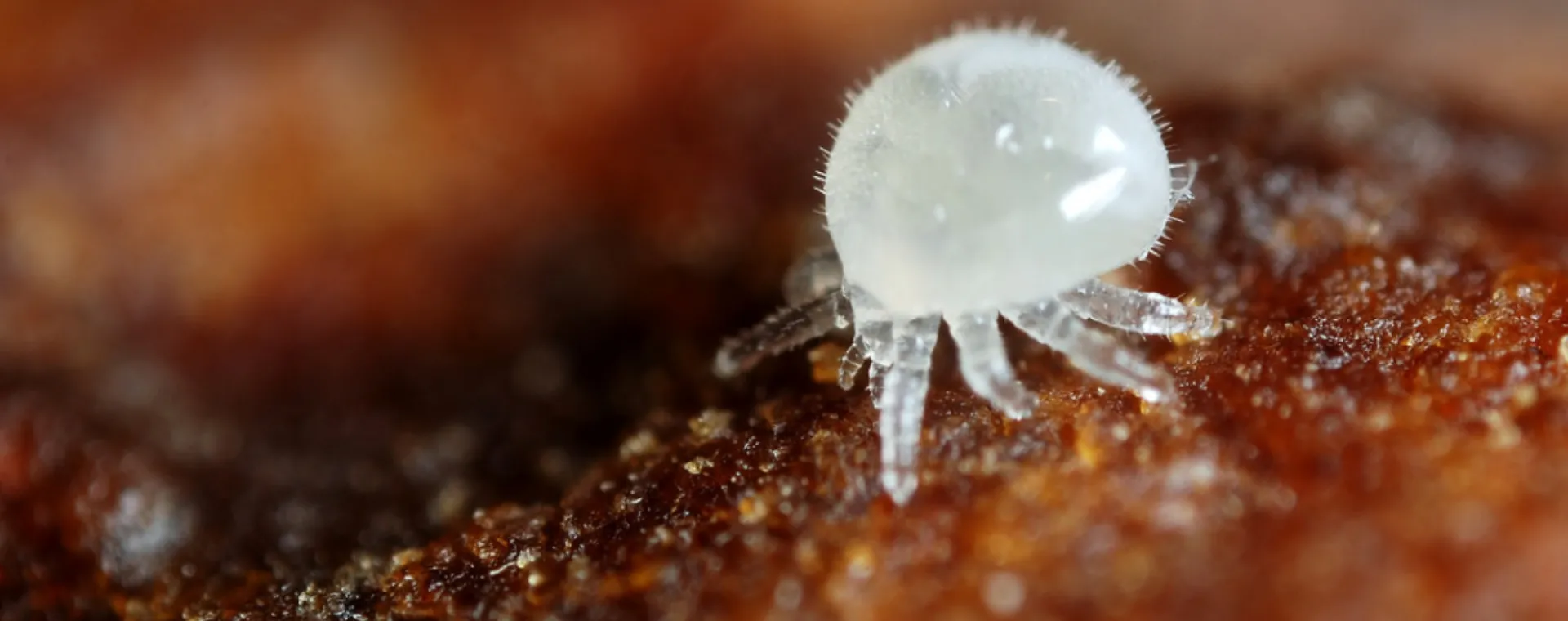 دورة حياة الفاروا المدمر
