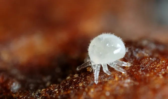 دورة حياة الفاروا المدمر