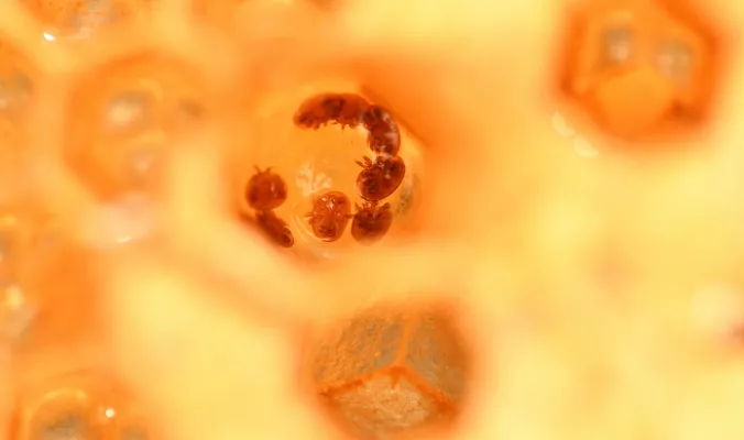 مراقبة معدل الإصابة بعث الفاروا