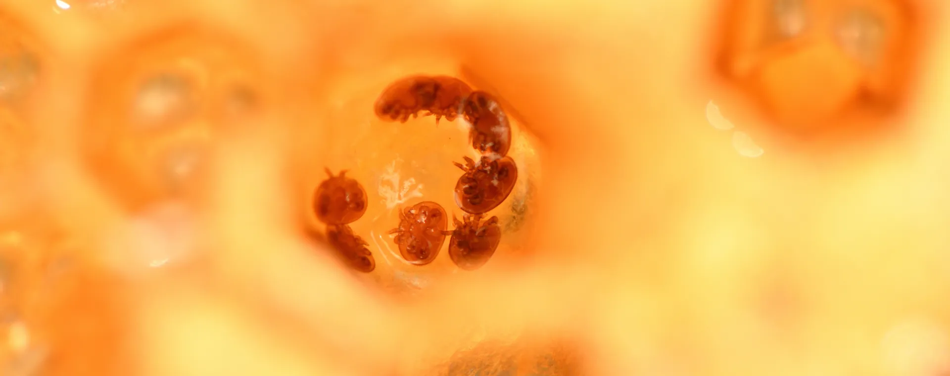 مراقبة معدل الإصابة بعث الفاروا