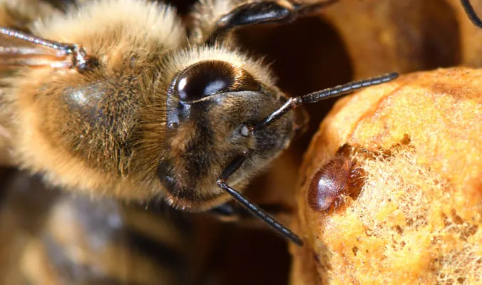 مشاكل المقاومة في علاج سوس الفاروا