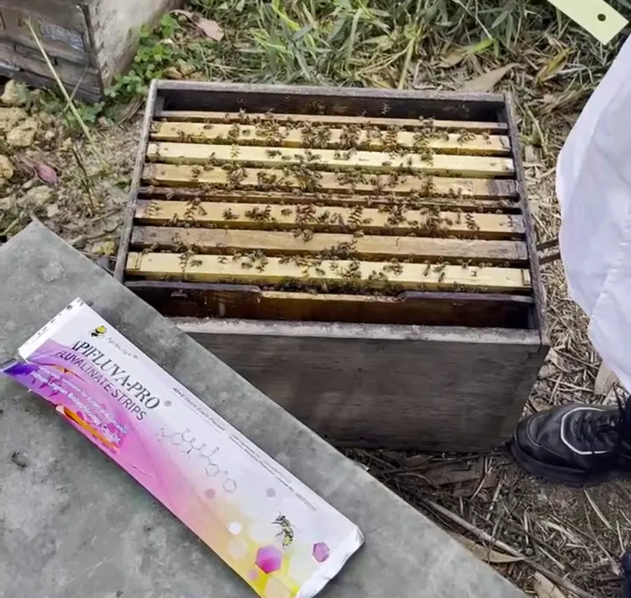 الإصابة الشديدة بالعث أو محاليل مقاومة الأدوية