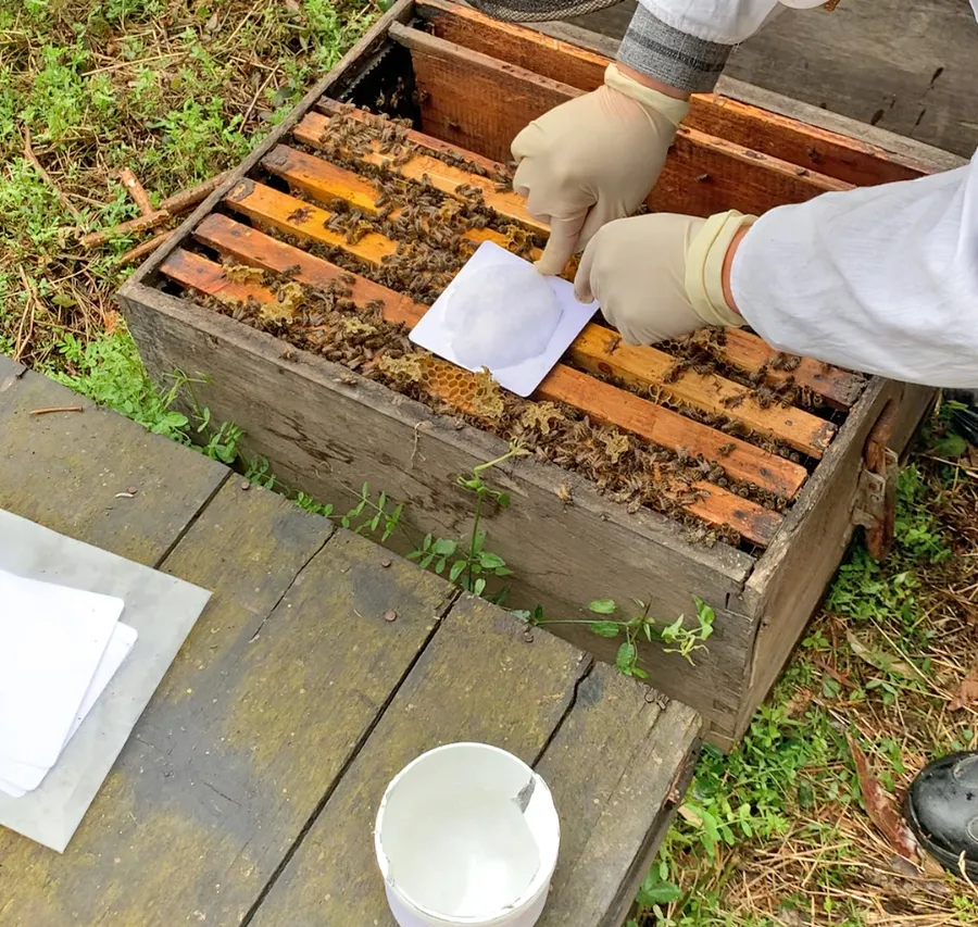 مكافحة العث في مزارع النحل العضوية