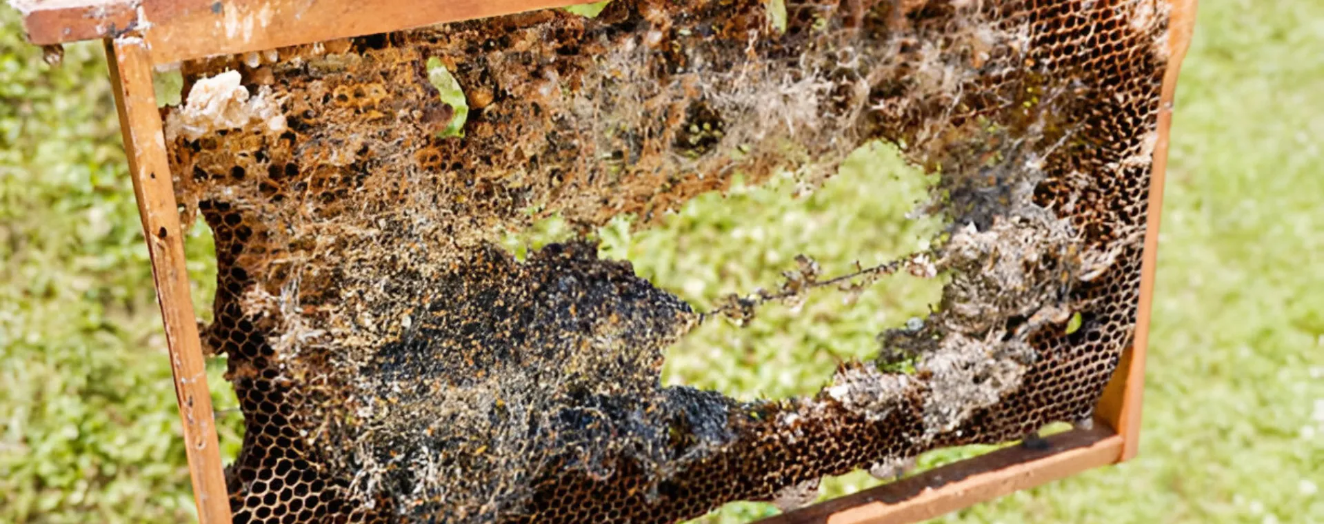 التهديدات الأربعة الرئيسية التي تشكلها عث الشمع