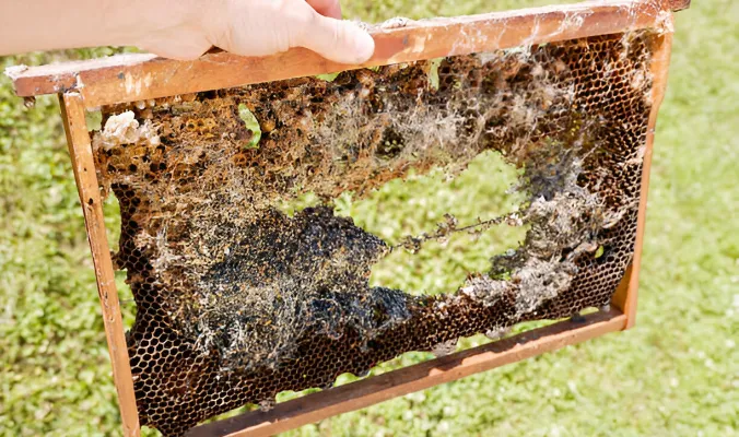 التهديدات الأربعة الرئيسية التي تشكلها عث الشمع