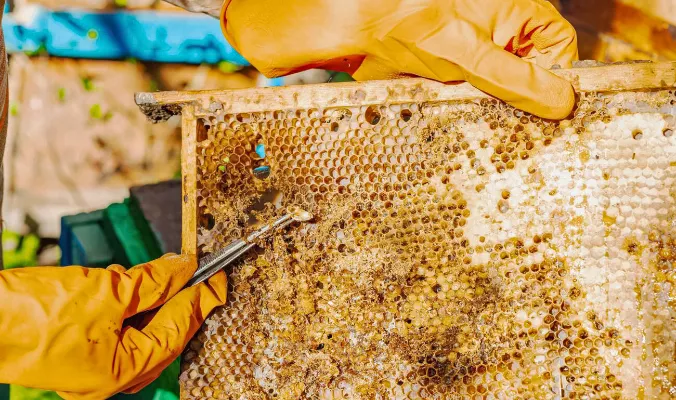 خطوط الدفاع الخمسة التي تحتاج إلى تأسيسها