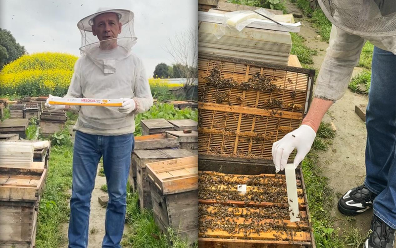 الموزع الروسي فيكتور يزور أبيبوز عن أشياء النحل