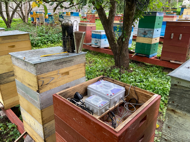 الذكاء الاصطناعي يمكن تربية النحل البيئية