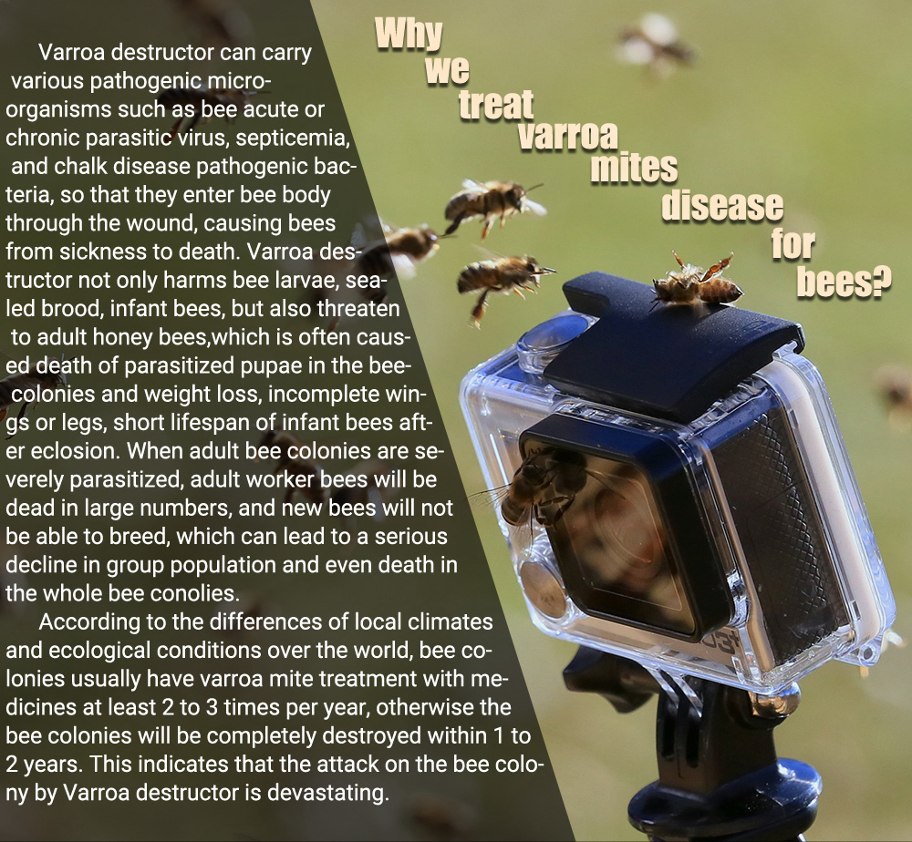 أبيفلوفا-برو فاروا شرائط