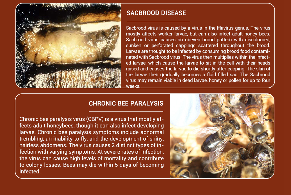 النحل-بيستي-المكملات الغذائية النحل الميكروبية