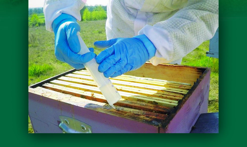 أسطورة-النحل علاج حمض الأكساليك للنحل