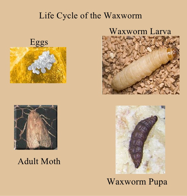 تعرف على عدوك: السمات البيولوجية لعث الشمع