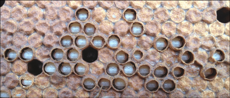 التهديدات الأربعة الرئيسية التي تشكلها عث الشمع التهديدات الأربعة الرئيسية التي تشكلها عث الشمع