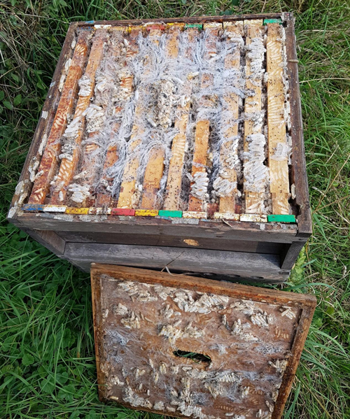 التهديدات الأربعة الرئيسية التي تشكلها عث الشمع التهديدات الأربعة الرئيسية التي تشكلها عث الشمع