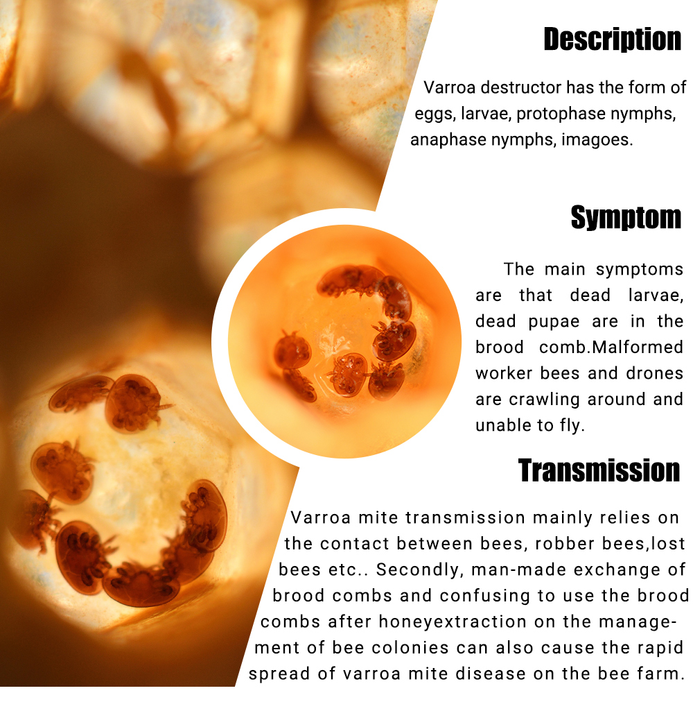 شرائط علاج عث النحل اللطيفة من إنز فلوفا شرائط علاج عث النحل اللطيفة من إنز فلوفا