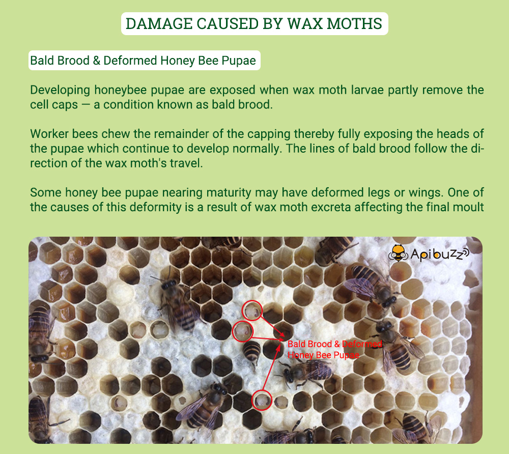 أبيبوز خلية الشمع العثة العلاج شرائط خشبية / 10 وحدة حزمة