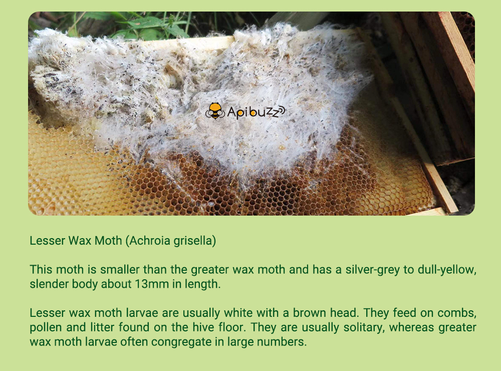 أبيبوز خلية الشمع العثة العلاج شرائط خشبية / 10 وحدة حزمة