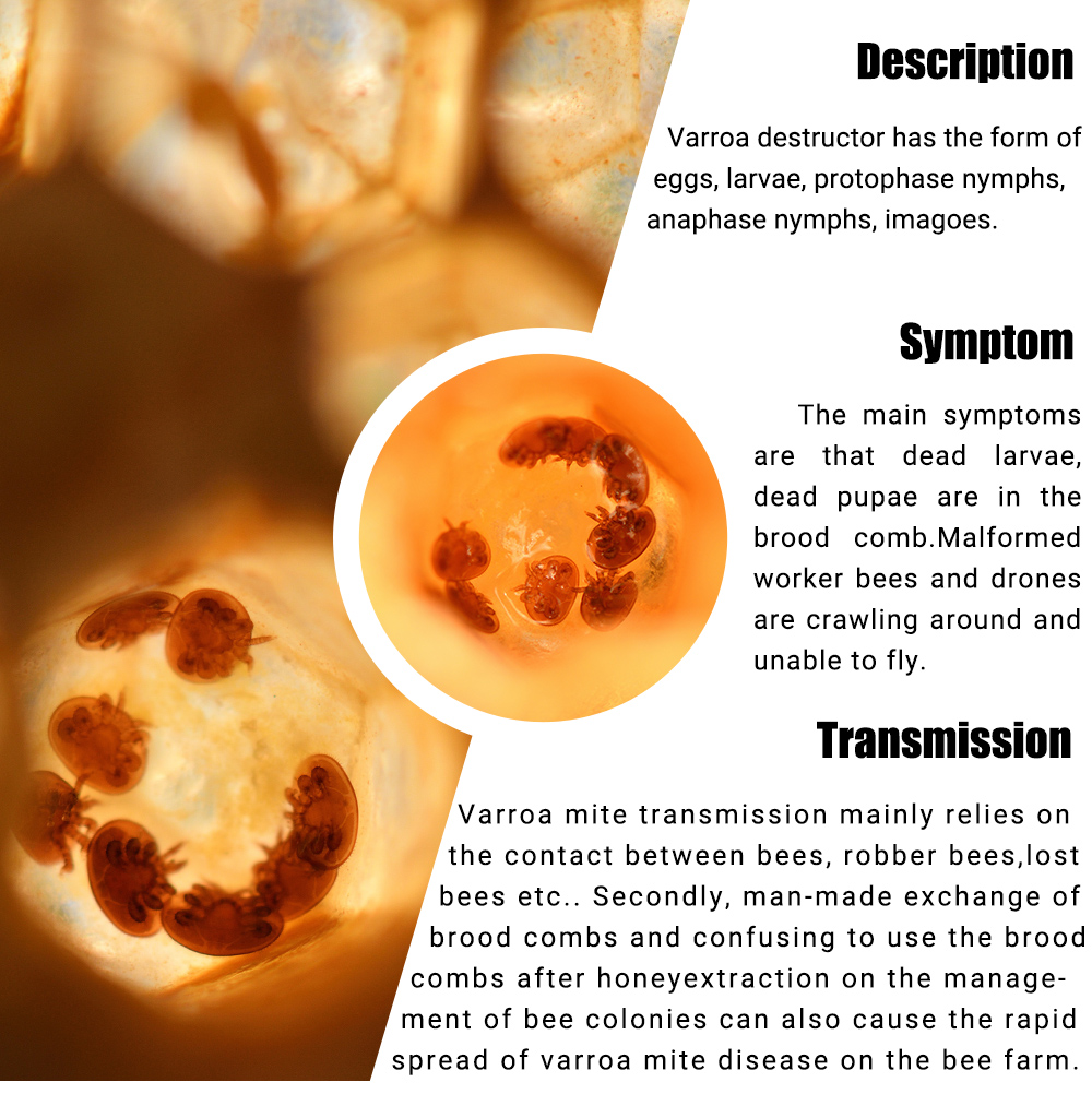 شرائط ابيفلوفا فلوفالينات عربية - 20 عبوة