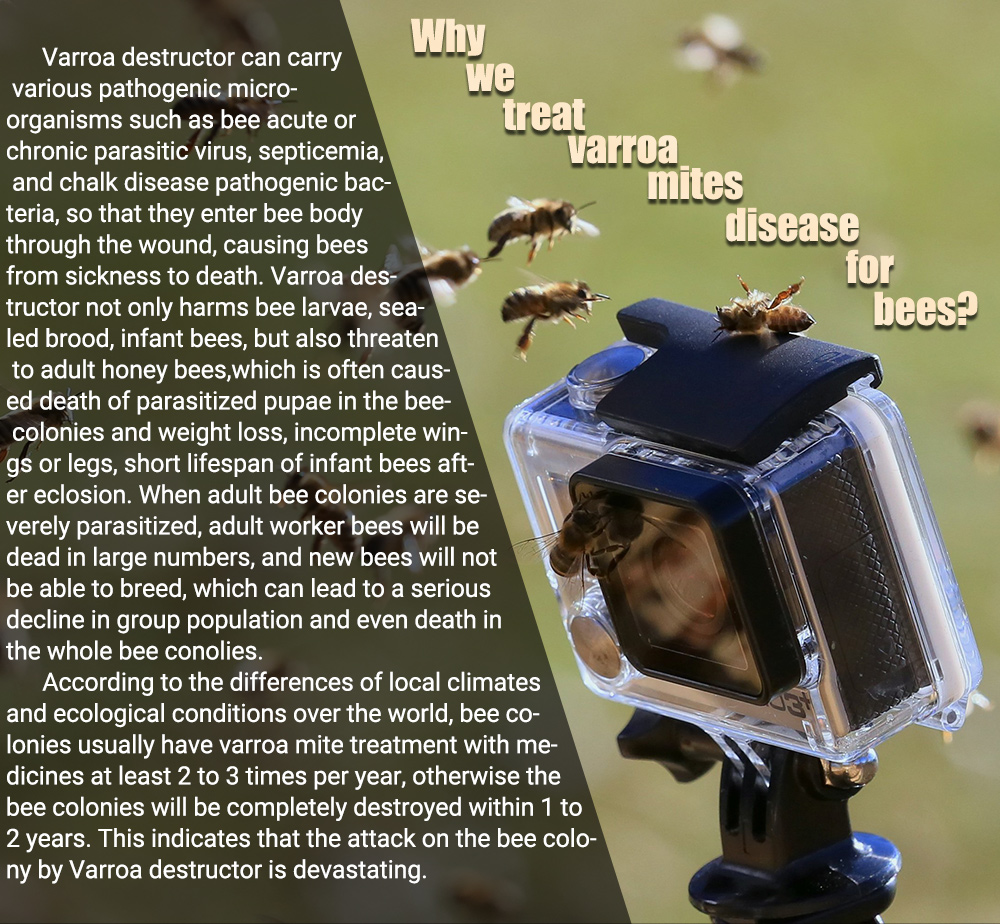 شرائط ابيفلوفا فلوفالينات عربية - 20 عبوة