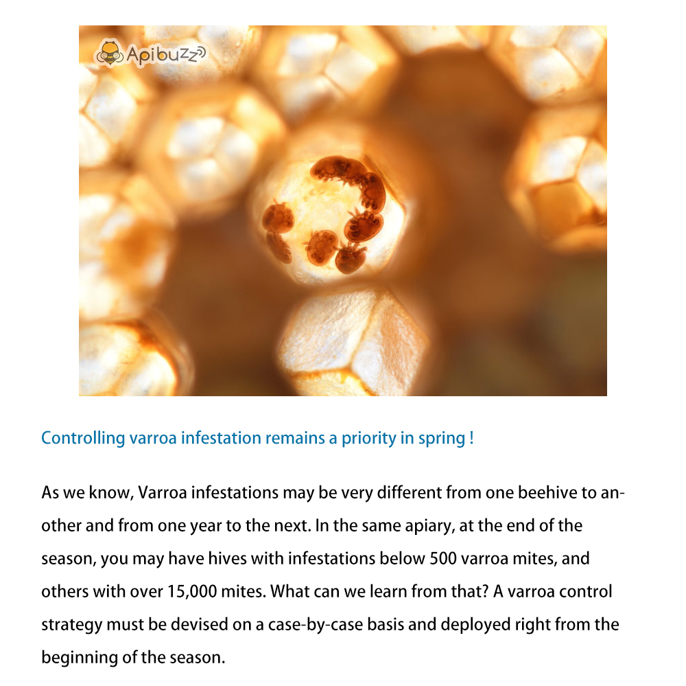 فحص سوس الفاروا بحثا عن الإصابة